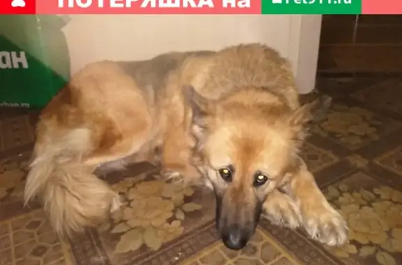 Пропала собака на ул. Зины Золотовой