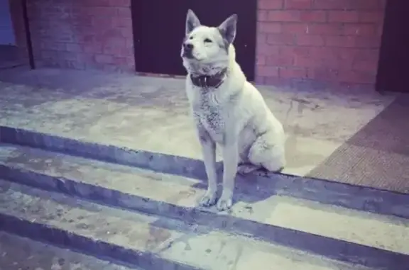 Найден пёс возле подъезда в Мкр Северный, Курск