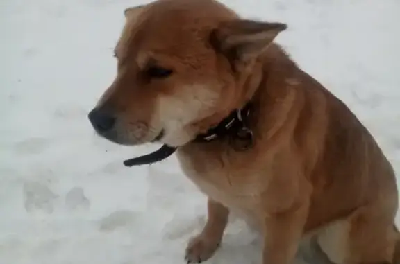 Собака найдена в Борском районе, Нижегородская область.