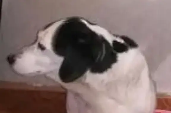 Пропала собака Боня на ул. Космонавтов в Озерске