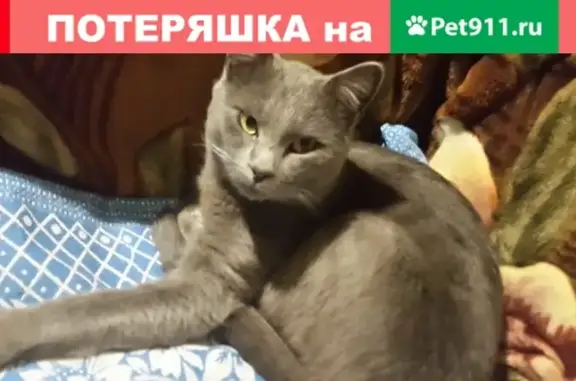 Найден кот по адресу ул. Наколаева, д. 69 а.