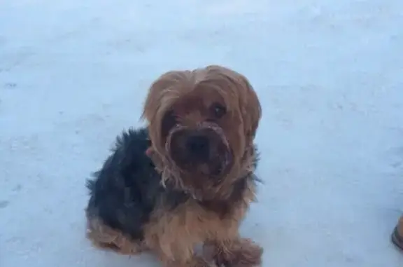 Найдена замёрзшая собака возле 56 школы, Набережные Челны