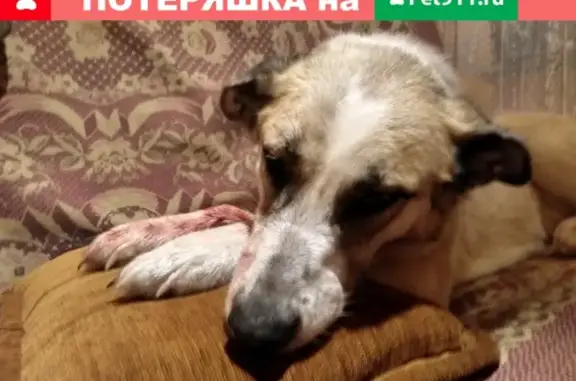 Найдена собака в Коломне