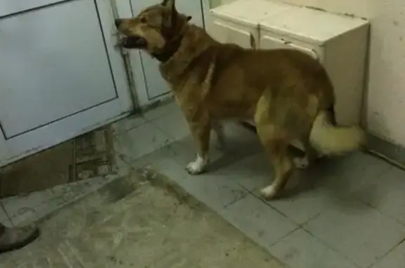Найдена дружелюбная собака в Ясенево