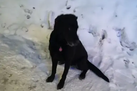 Найдена черная собака на Советской линии в Брянске