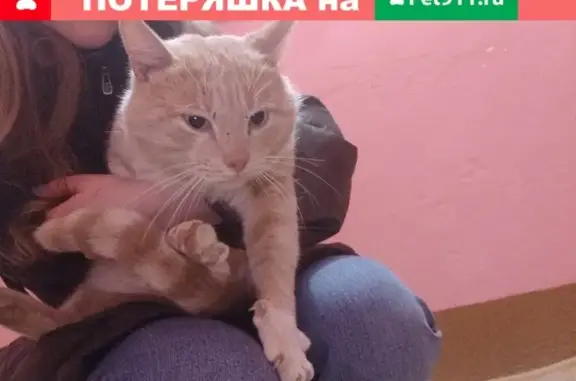 Найден кот возле Мяты на Соколовского 24 января