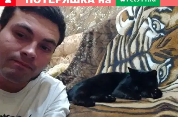 Найдена кошка в Брянске с зелёным ошейником