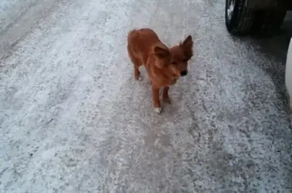 Найдена собака на ул. Зорге, Курган.