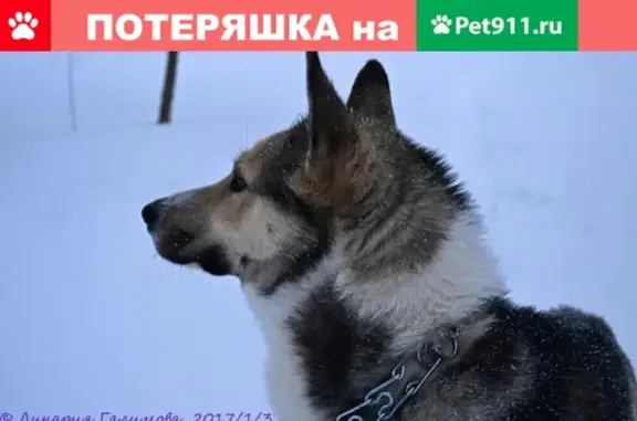 Пропала собака Актуш в Уфе, Республика Башкортостан