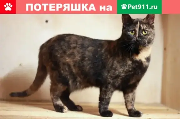 Найдена кошка на Стачек 75, ищем хозяина