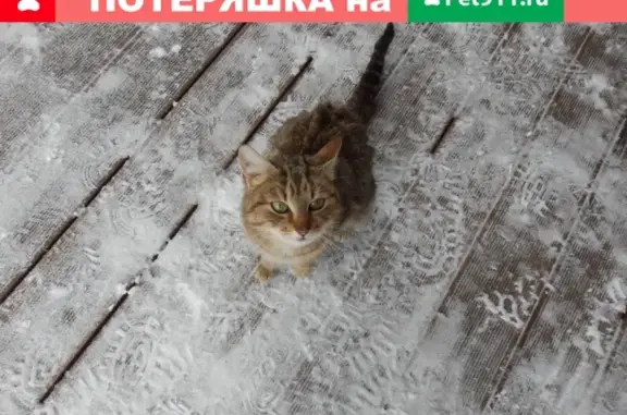 Найдена кошка в Агалатово, ЛО