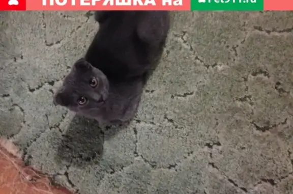 Найден котенок с проблемами в Новороссийске