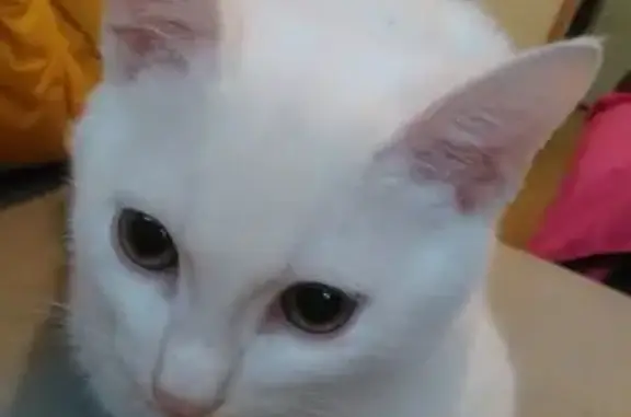 Найден белоснежный котенок в Краснодаре