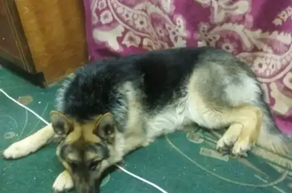 Пропала собака в Эжвинском районе, Республика Коми