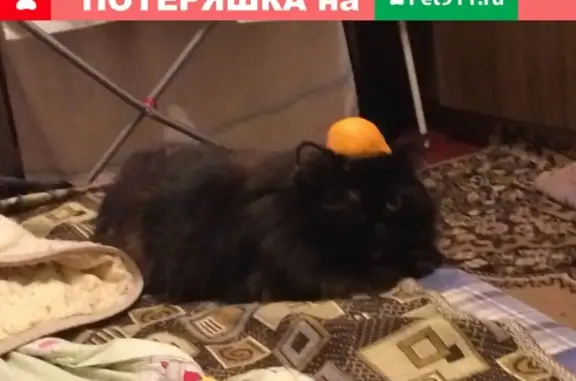 Пропала пушистая кошка на Грибоедова, 8