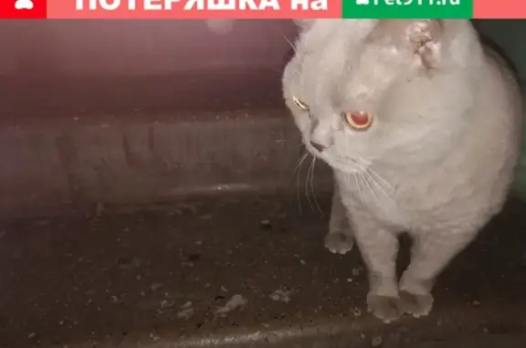 Потерянная кошка найдена в подъезде района восхода, Сургут