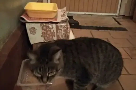 Найдена кошка в Коломне, ищем хозяина
