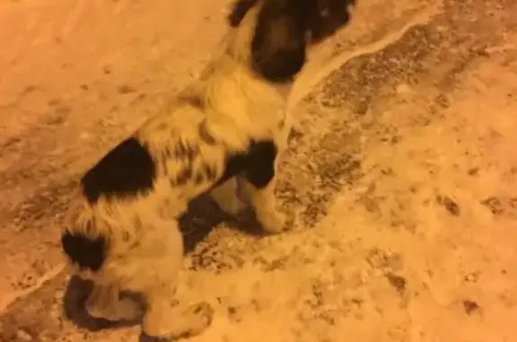 Найдена собака на улице Пролетарской, Тамбов.