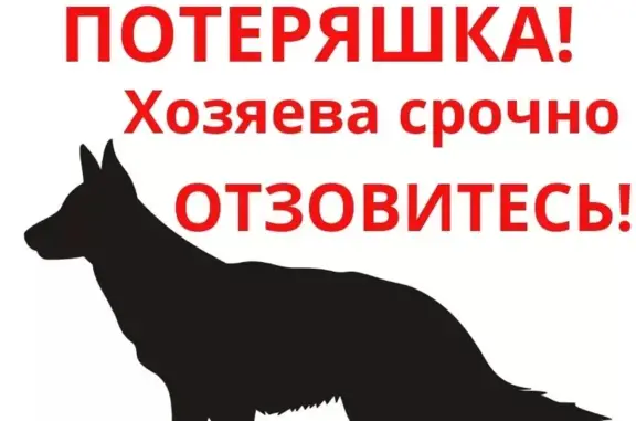 Собака найдена в Райсеменовском районе!