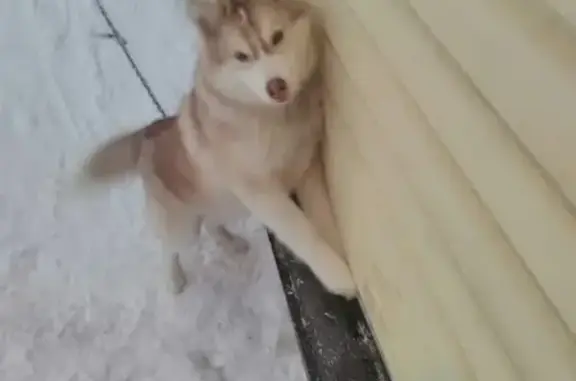 Пропала собака: хаски в Чесноковке, Новоалтайск