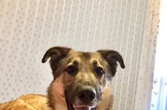 Найдена собака в Новокосино, Москва