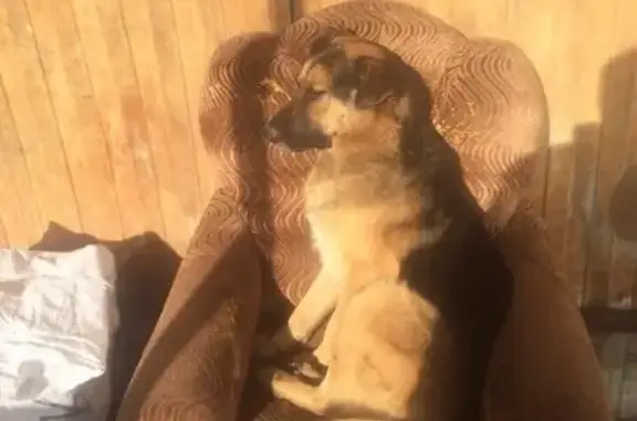 Собаки потеряшки, Иваново, фото: Потеряшка собака в Иваново, район центрального рынка