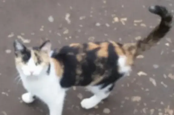 Пропала кошка Сима в Боровичах, ищем!