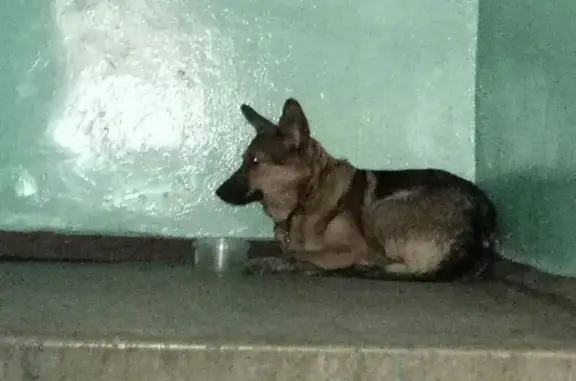 Найдена собака на ул. Яковлева, Красноярск
