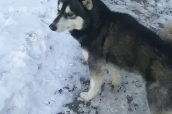 Найдена собака на улице Щорса