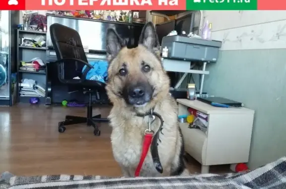 Найдена собака в СПб: https://m.vk.com/ysslyssl