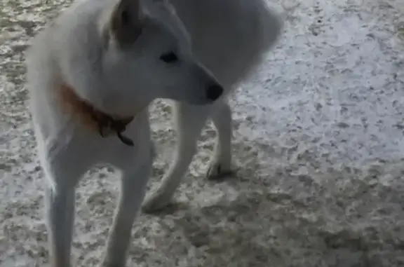 Найдена собака на Газпромовской заправке, нужен хозяин!