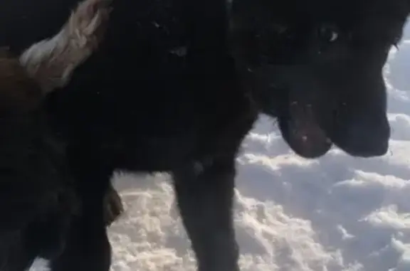 Найден щенок в Трехгорке, ищем хозяев