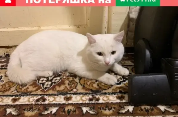 Найдена белая кошка в Учалах, ищем хозяина!