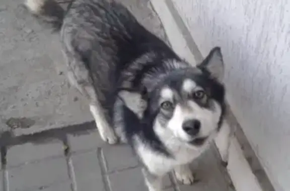 Найдена собака на Первой Бульварной 17 в Пятигорске