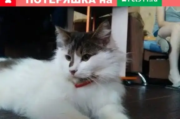 Потерянные животные Ярославль, фото: Пропал белый кот с коричневой спиной в Ярославле, Липовая Гора, 7-я Тормозная улица, 11