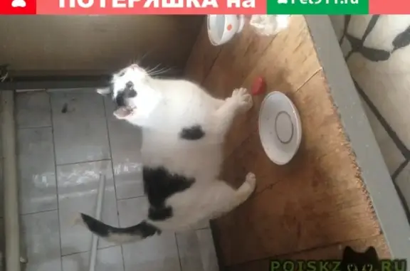 Найдена кошка в Казани, ищем хозяина