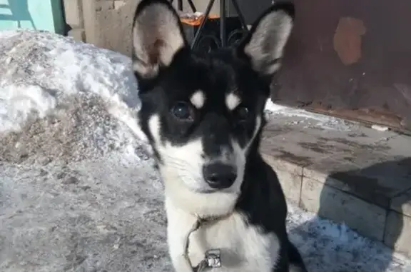 Собака-хаски найдена в Новом Осколе, Белгородская область