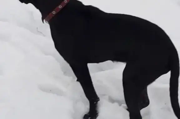 Найдена собака в Центральном парке, Тула