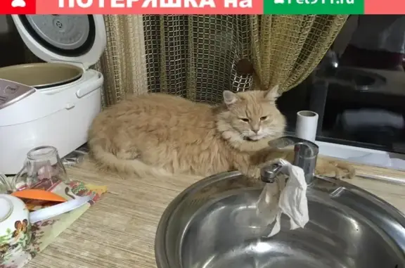 Пропал кот Степан в районе Спартак, Балашов.
