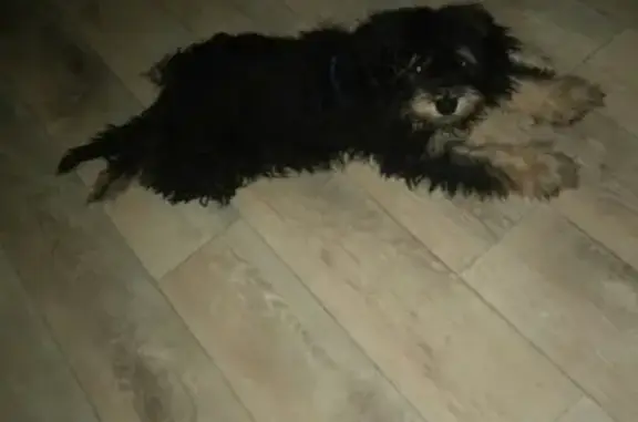 Пропала собака Арчи в Жигулёвске