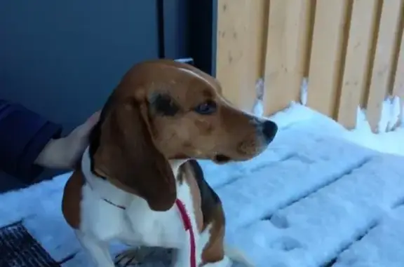 Найдена собака бигль без клейма в КП Коркинский Ручей, СПб и ЛО
