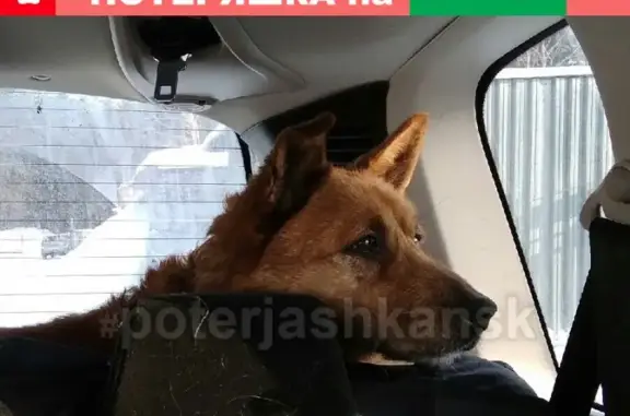 Пропала собака в Болотном, вознаграждение гарантировано!