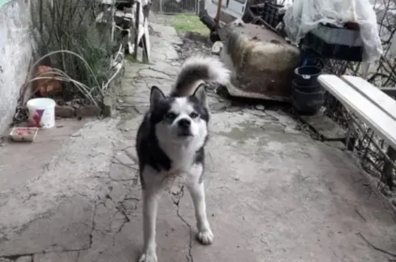 Найдена собака в Сочи, конечная 38го!