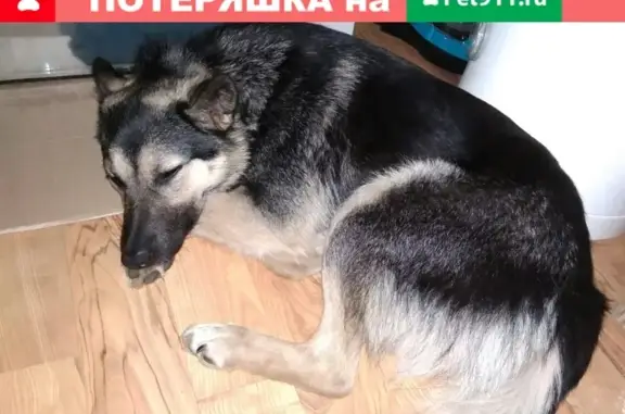 Пропала собака в Кандалакше, ул. Данилова, 17. Срочно нужна помощь!