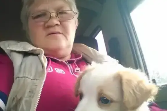 Пропала собака Шуня в Петропавловске-Камчатском
