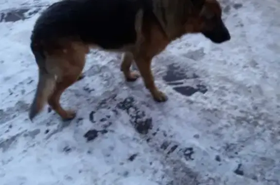 Найдена собака в Раменском: репост https://m.vk.com/wall-473362_6917978