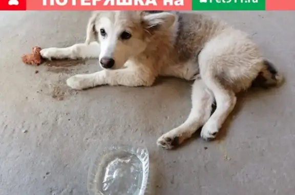 Собака найдена на улице Суворова, 116, Воронеж.