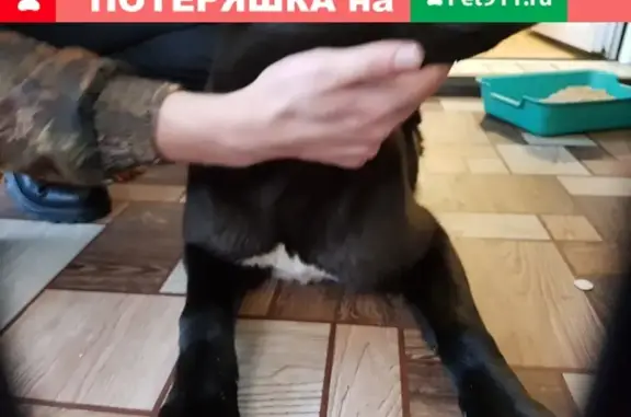 Собака Тина найдена на ул. Маршала Василевского, 16