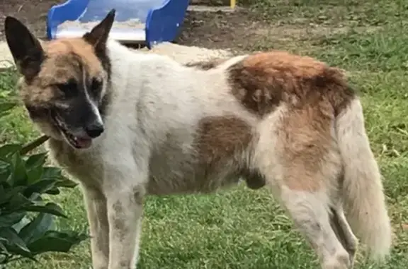 Пропала собака Рокки в Волжском, Волгоградская область