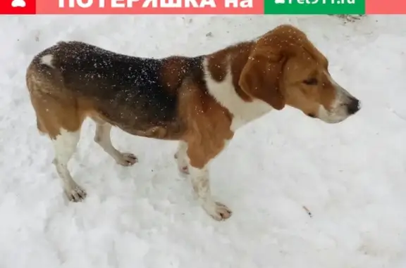 Найдена собака в Воткинске [id488399783]